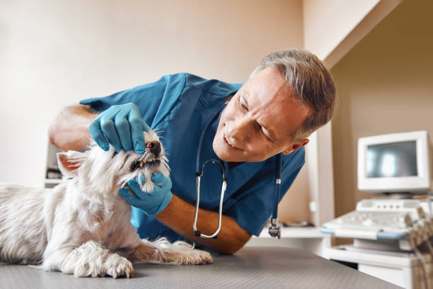 Best Emergency Root Canal Treatment in Rockwood, MI
